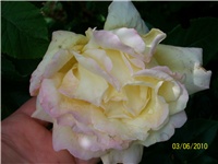 cd22cf83-Picture 597.jpg